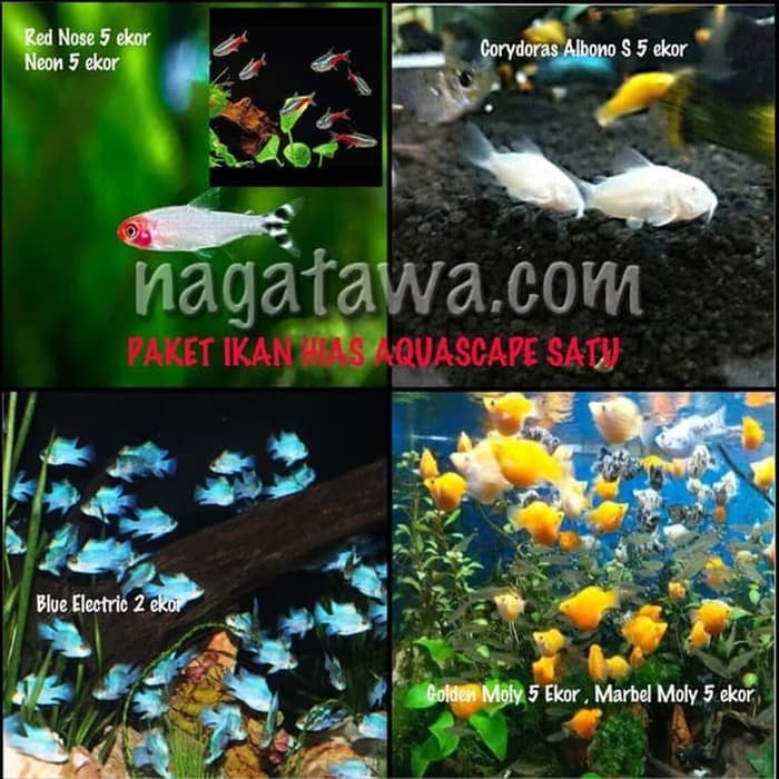 Detail Wallpaper Bergerak Ikan Nomer 58