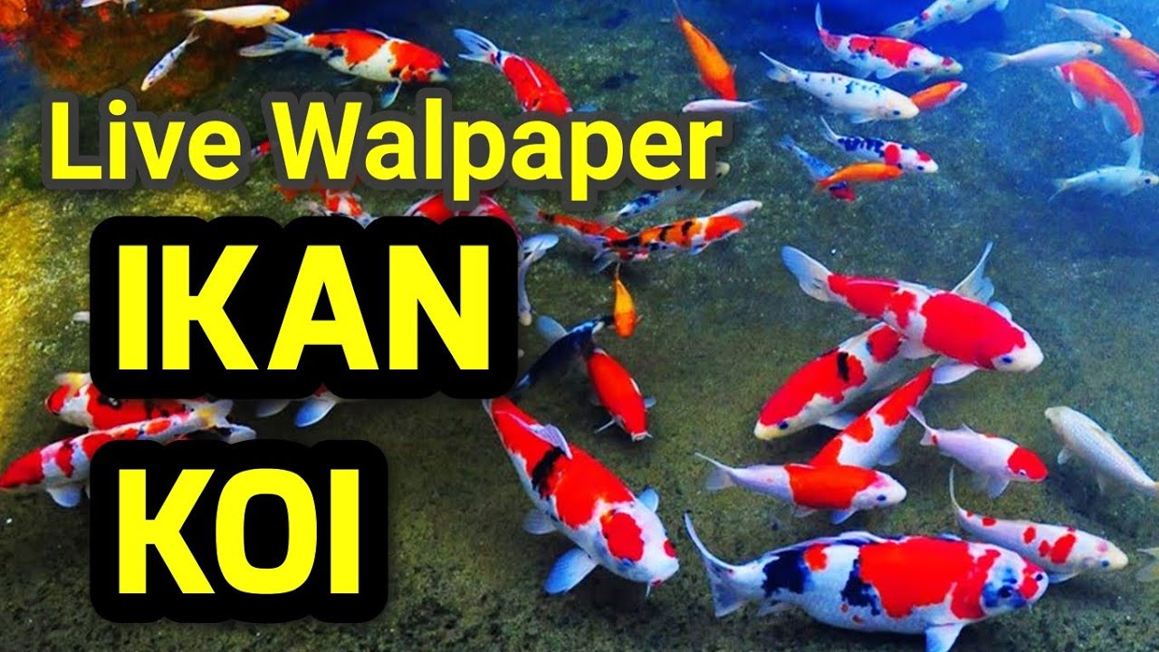 Detail Wallpaper Bergerak Ikan Nomer 9