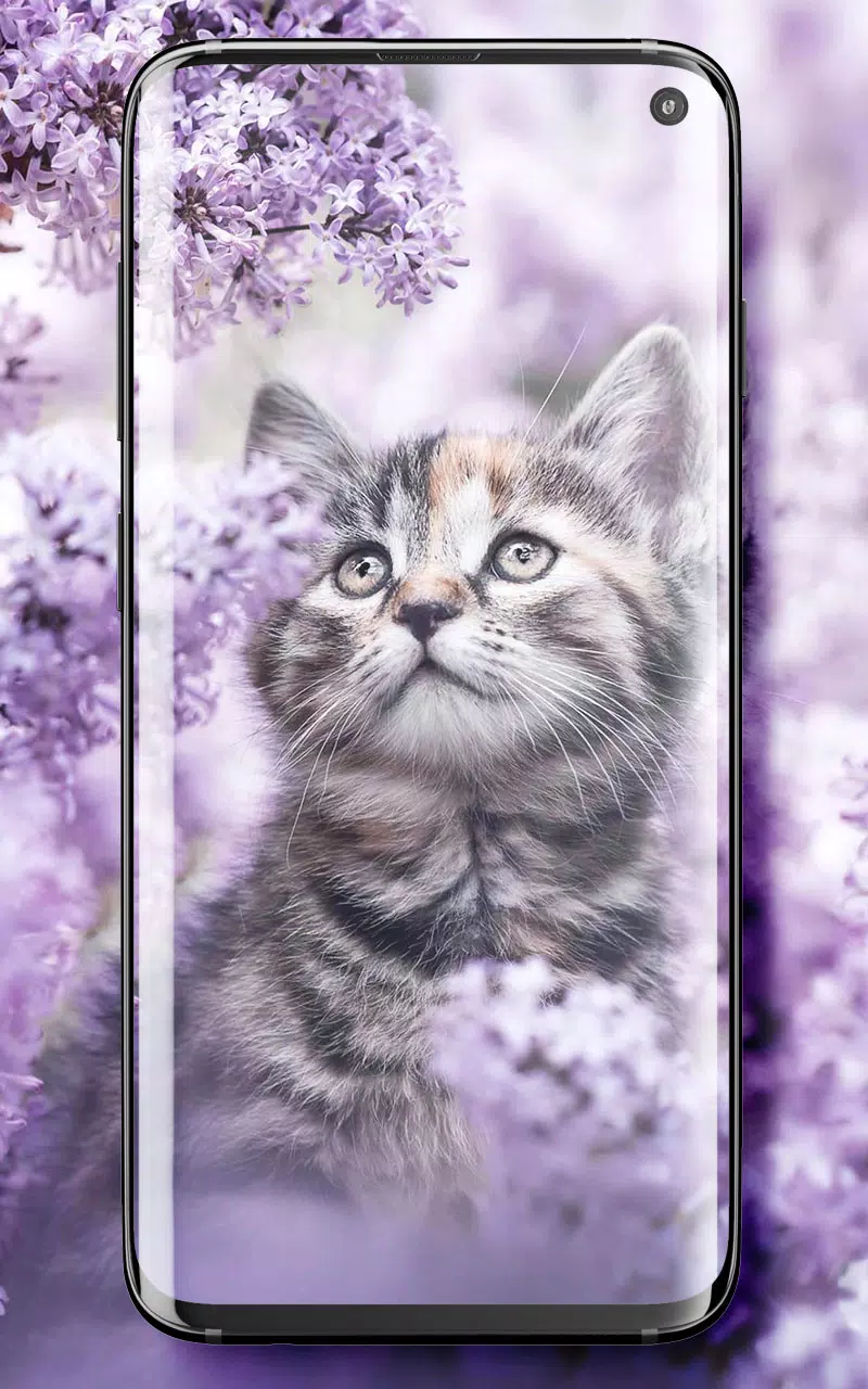 Detail Wallpaper Bergerak Kucing Nomer 31