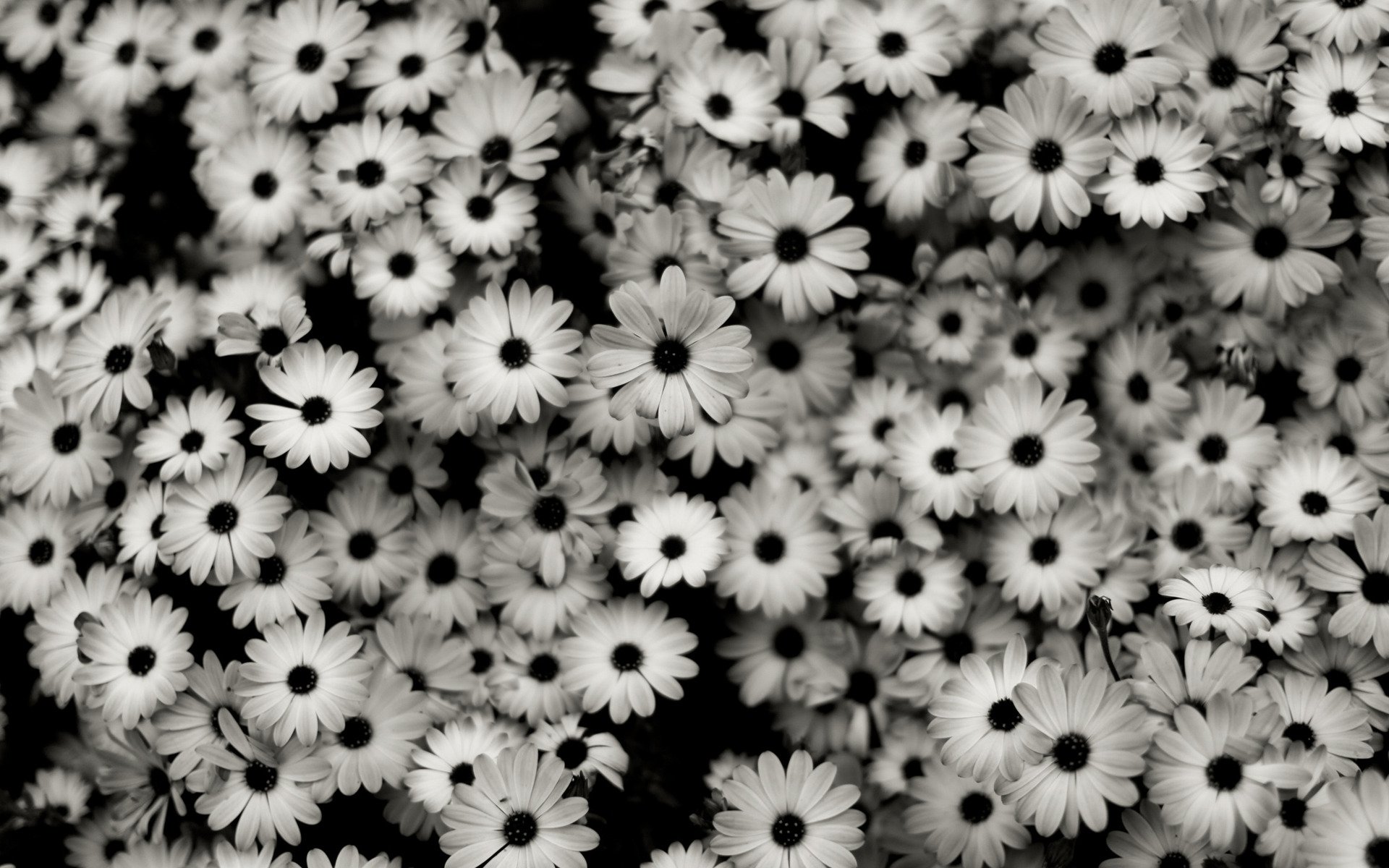 Detail Wallpaper Black And White Hd Nomer 13