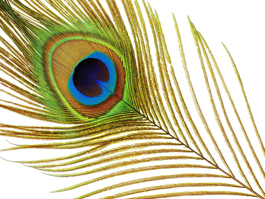 Detail Wallpaper Bulu Burung Merak Nomer 46