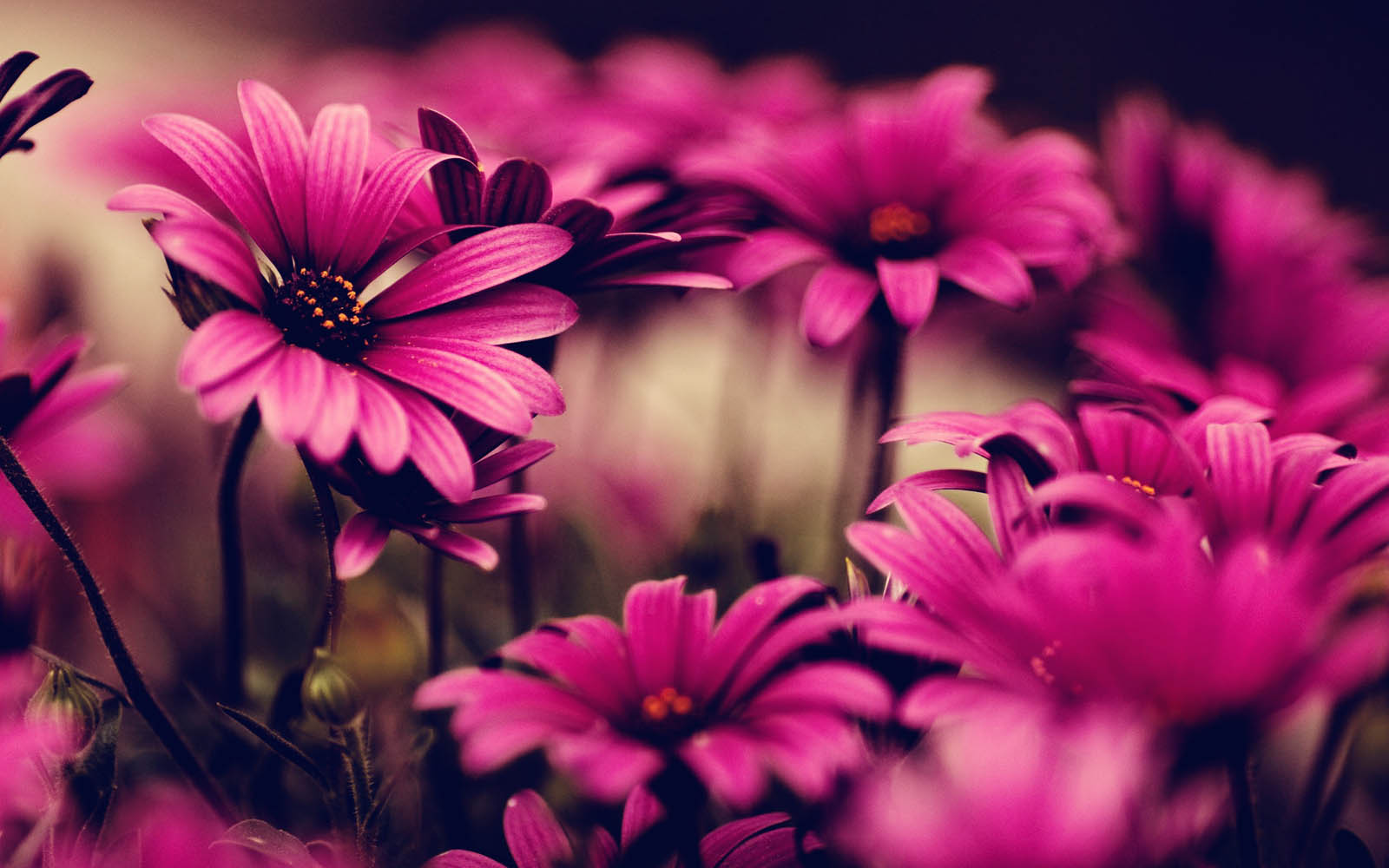 Detail Wallpaper Bunga Bunga Nomer 25