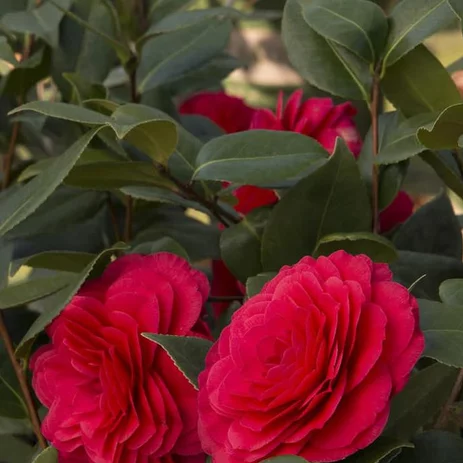 Detail Wallpaper Bunga Camelia Nomer 40