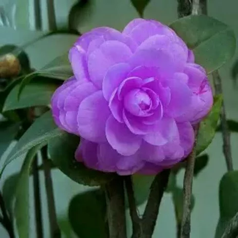 Detail Wallpaper Bunga Camelia Nomer 45