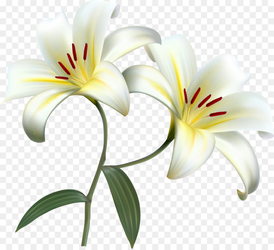 Detail Wallpaper Bunga Lily Putih Nomer 44