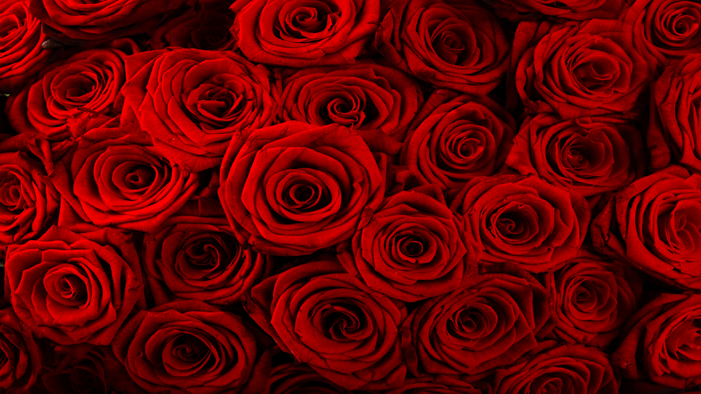 Detail Wallpaper Bunga Mawar Merah Nomer 19