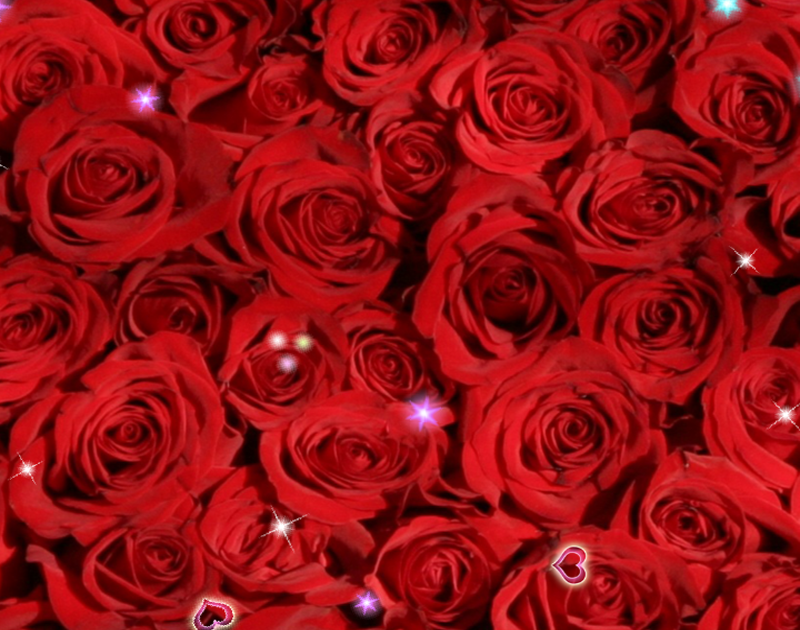 Detail Wallpaper Bunga Mawar Merah Nomer 50
