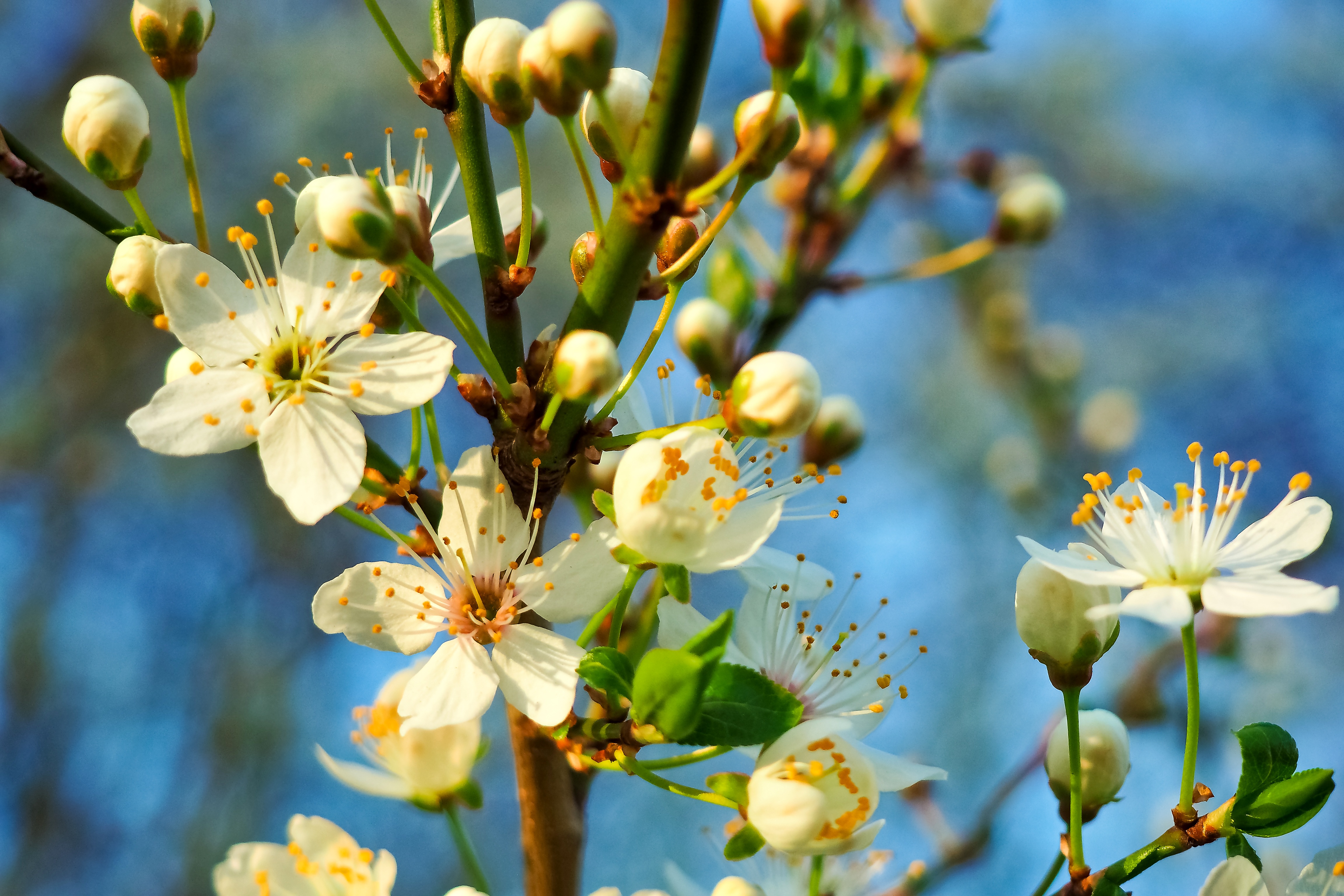 Detail Wallpaper Bunga Pohon Dan Buah Nomer 49