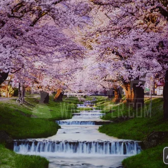Detail Wallpaper Bunga Sakura 3d Nomer 41