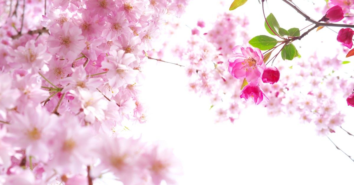 Detail Wallpaper Bunga Sakura Hd Nomer 22