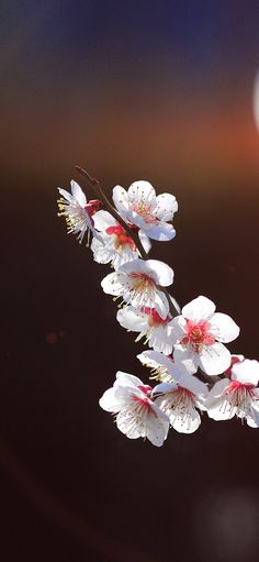 Detail Wallpaper Bunga Sakura Putih Nomer 14