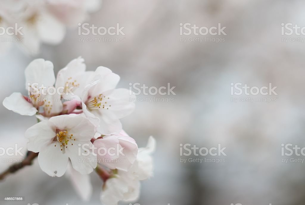 Detail Wallpaper Bunga Sakura Putih Nomer 17