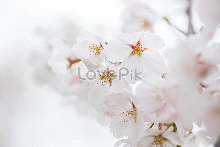 Detail Wallpaper Bunga Sakura Putih Nomer 28
