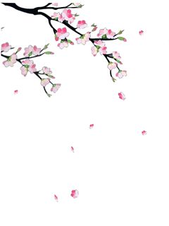 Detail Wallpaper Bunga Sakura Putih Nomer 56