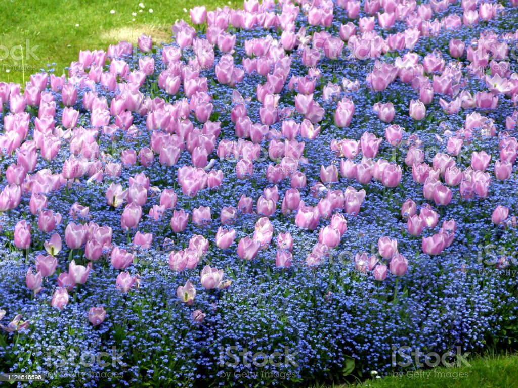 Detail Wallpaper Bunga Tulip Biru Nomer 47