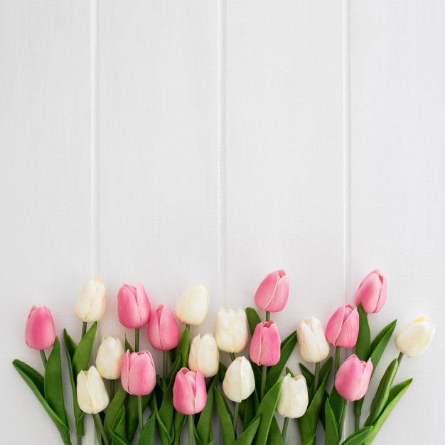 Detail Wallpaper Bunga Tulip Pink Nomer 27