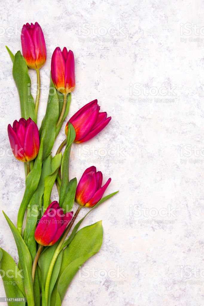 Detail Wallpaper Bunga Tulip Putih Nomer 43