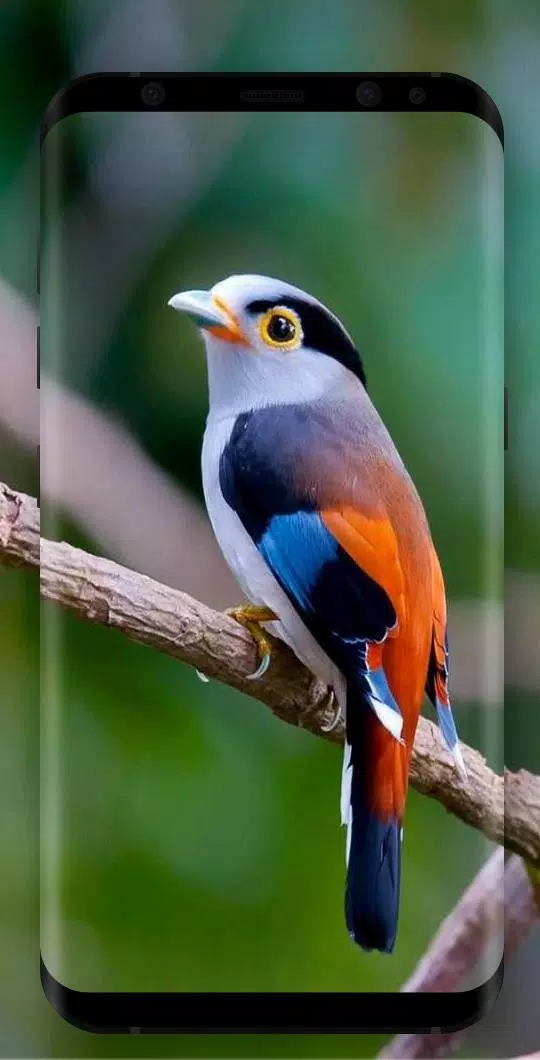 Detail Wallpaper Burung Nomer 38