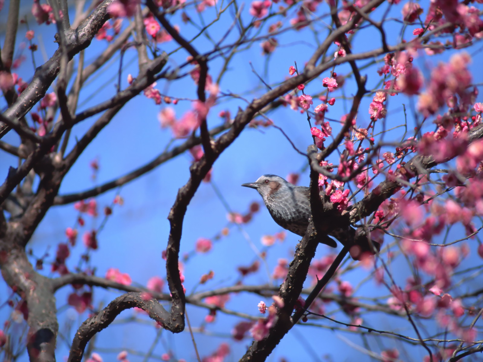 Detail Wallpaper Burung Nomer 48