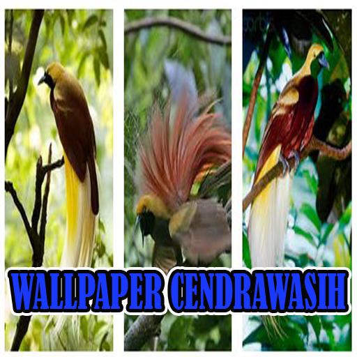 Detail Wallpaper Burung Cendrawasih Nomer 24