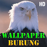 Detail Wallpaper Burung Elang Nomer 17