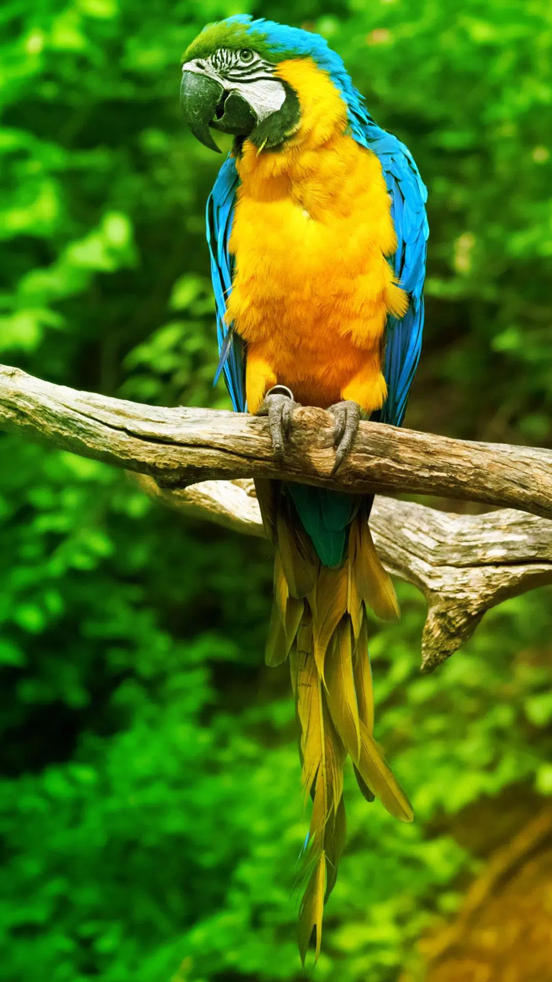 Detail Wallpaper Burung Hd Nomer 30
