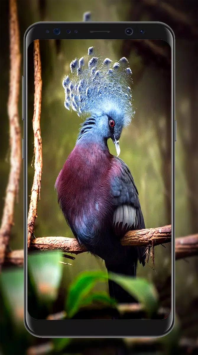 Detail Wallpaper Burung Hd Nomer 52