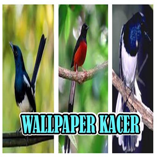 Detail Wallpaper Burung Kicau Nomer 14