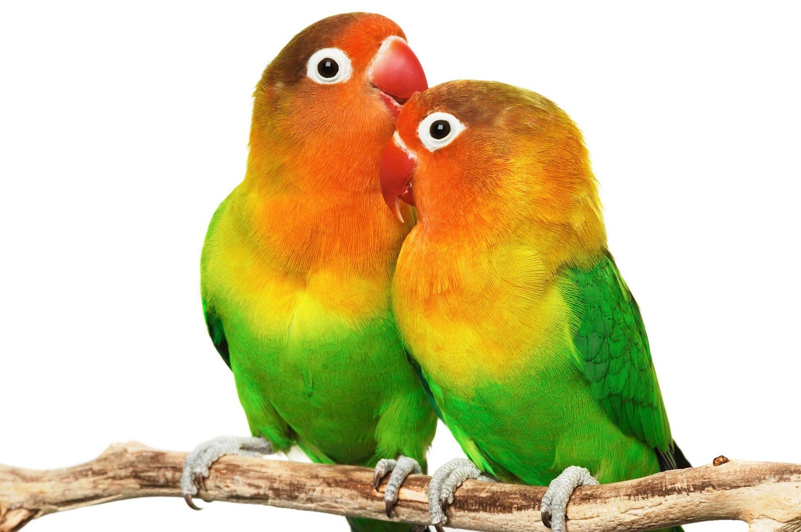 Wallpaper Burung Lovebird - KibrisPDR
