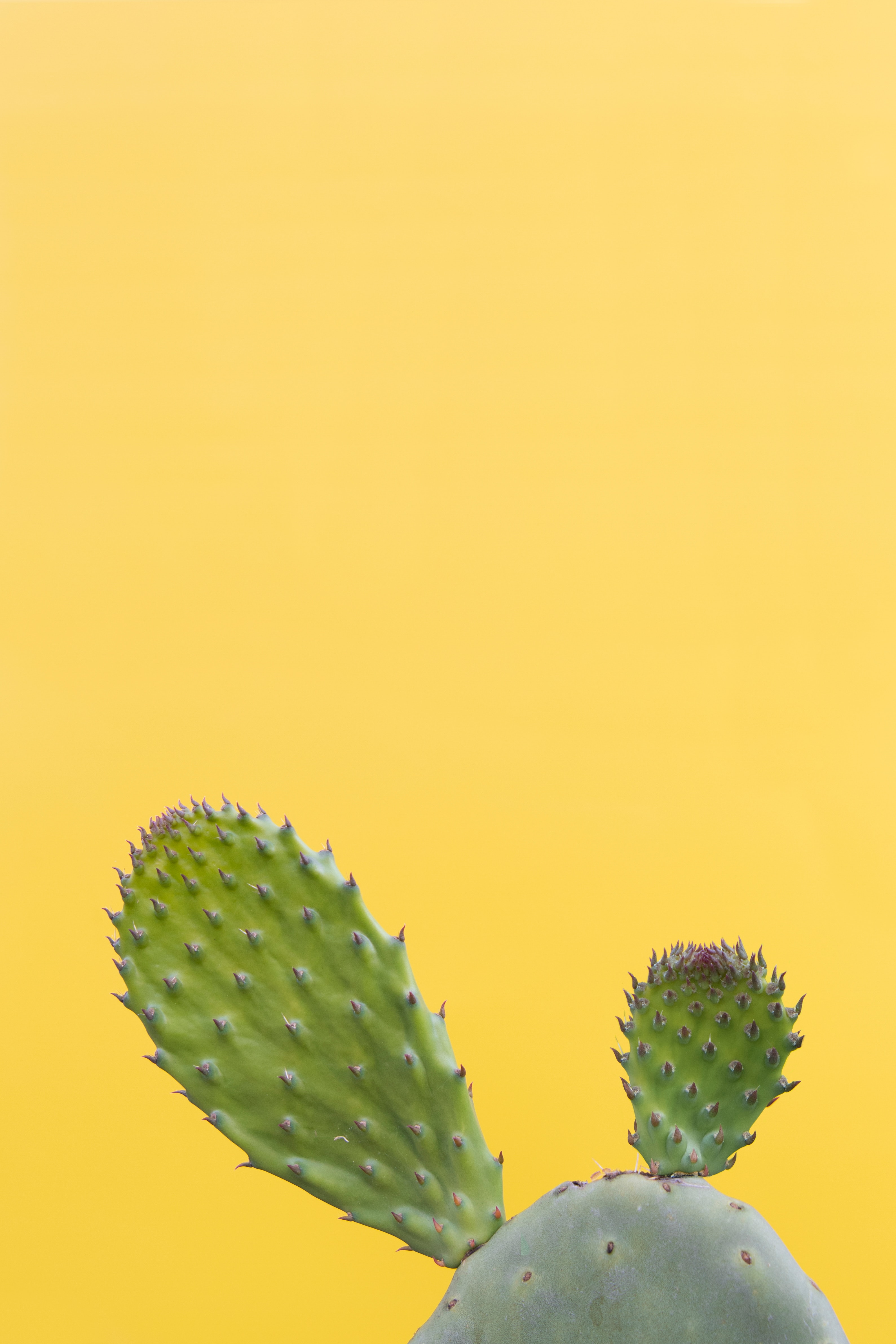 Detail Wallpaper Cactus Background Nomer 48