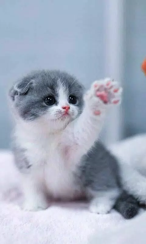 Detail Wallpaper Cat Lucu Nomer 47