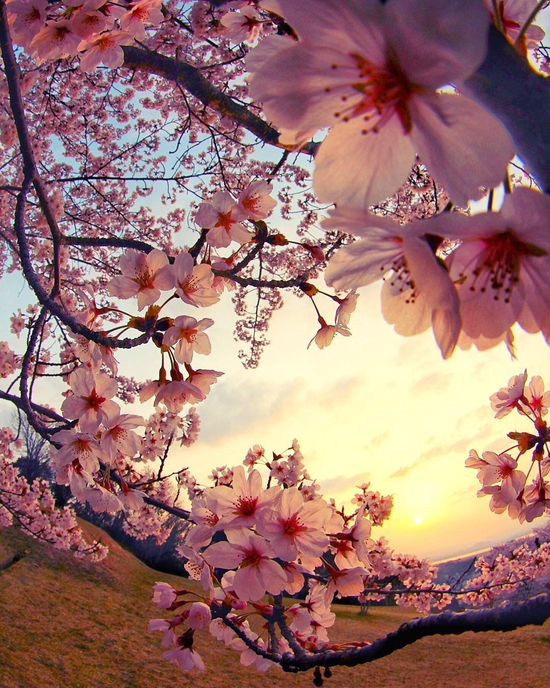 Detail Wallpaper Cherry Blossom Nomer 14