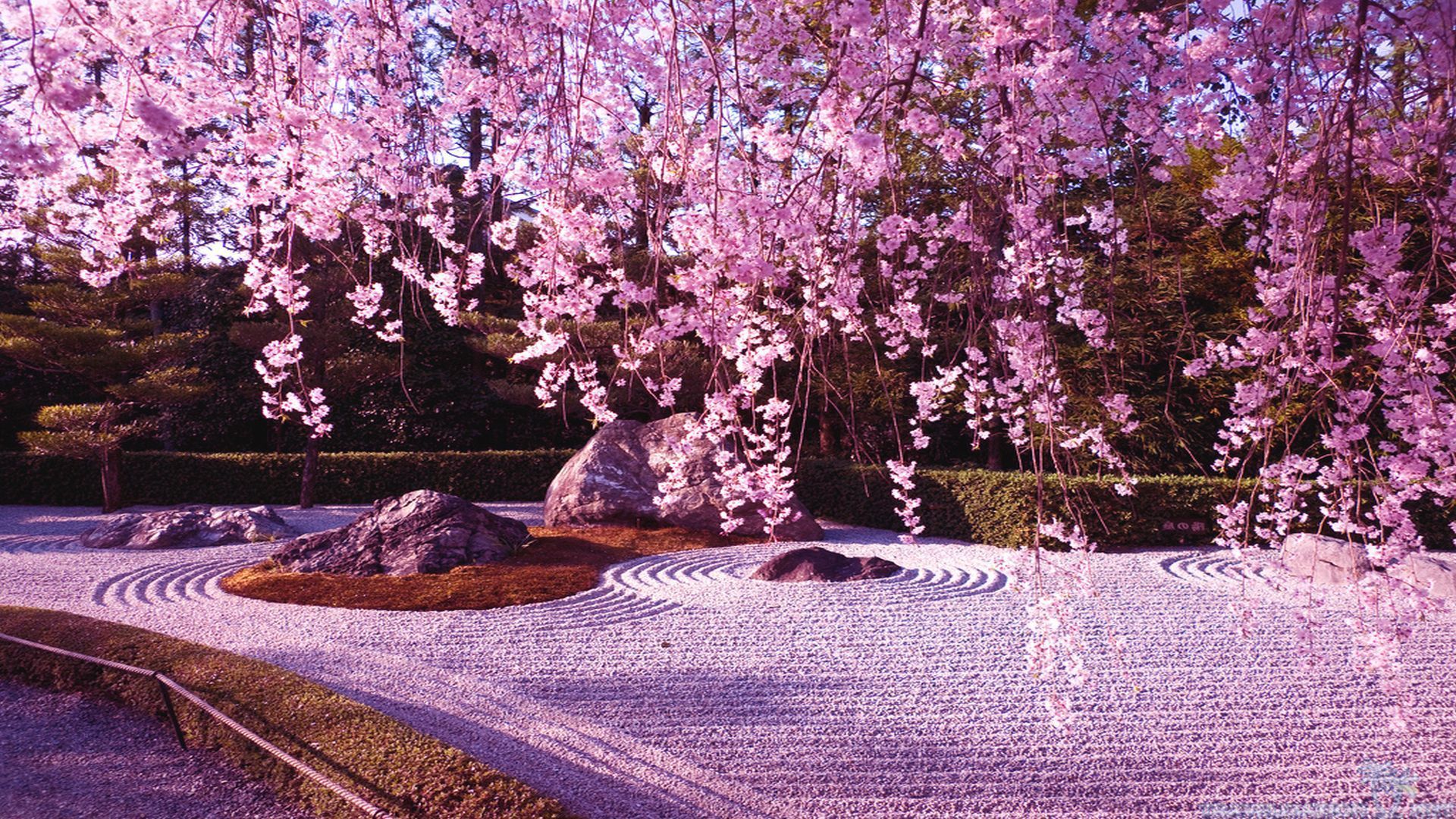 Detail Wallpaper Cherry Blossom Nomer 17