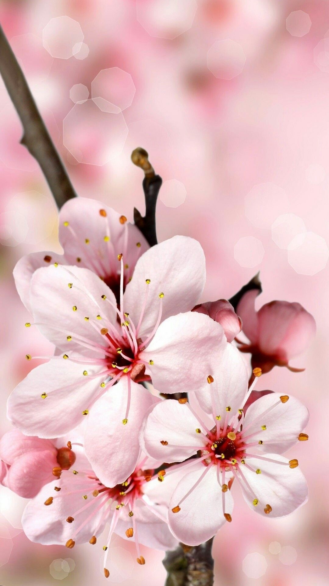 Detail Wallpaper Cherry Blossom Nomer 21