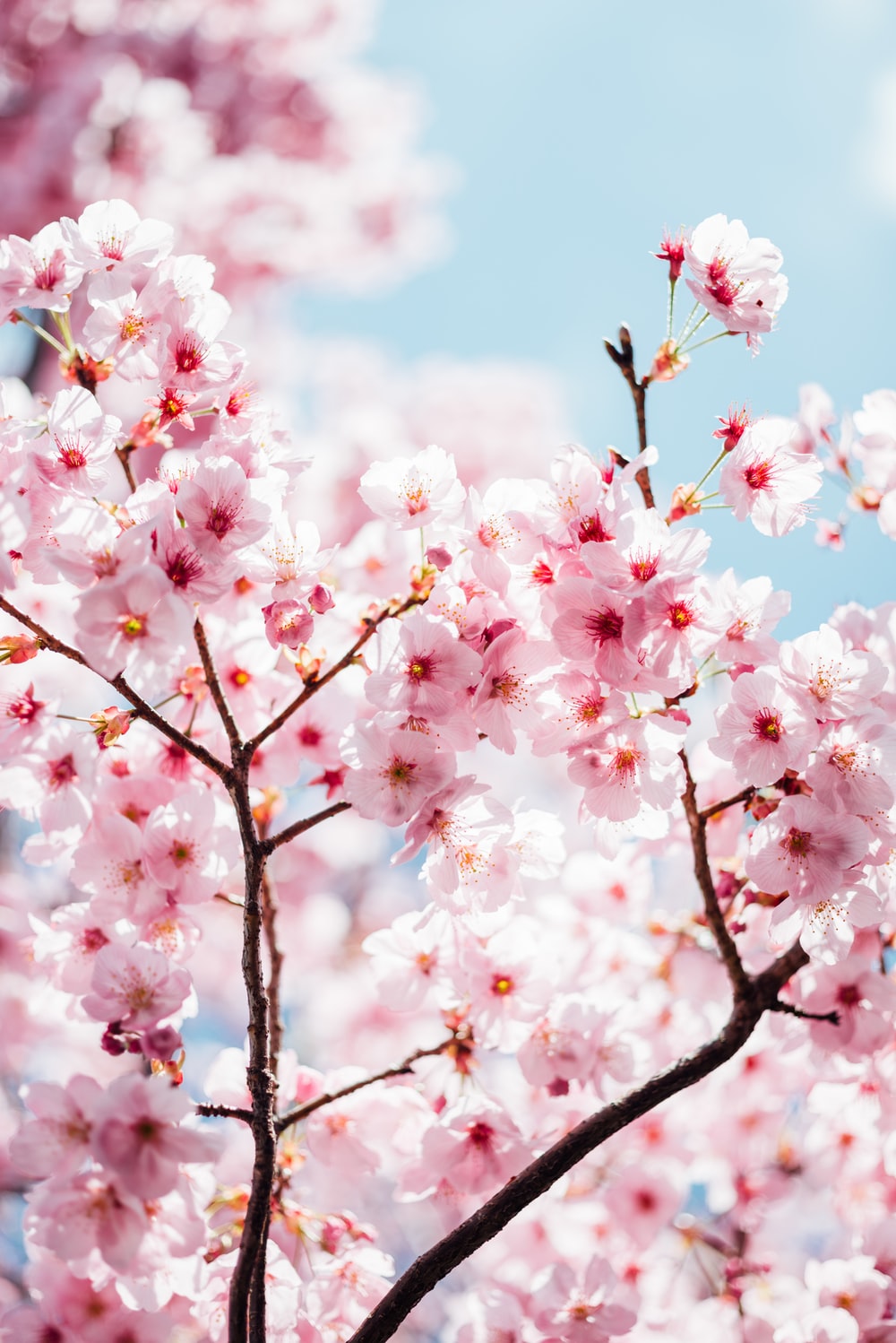 Detail Wallpaper Cherry Blossom Nomer 26