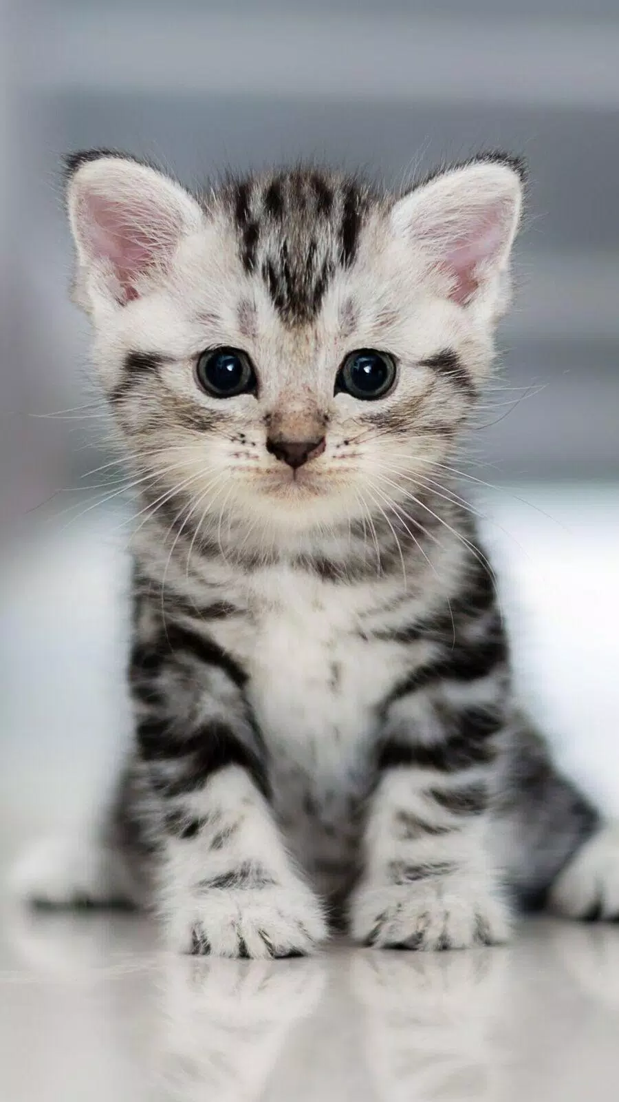 Detail Wallpaper Cute Kitty Nomer 9