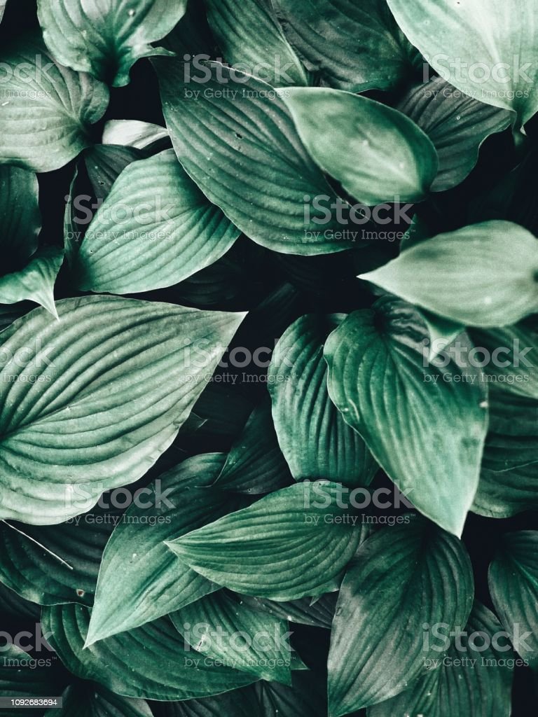 Detail Wallpaper Daun Hijau Nomer 49