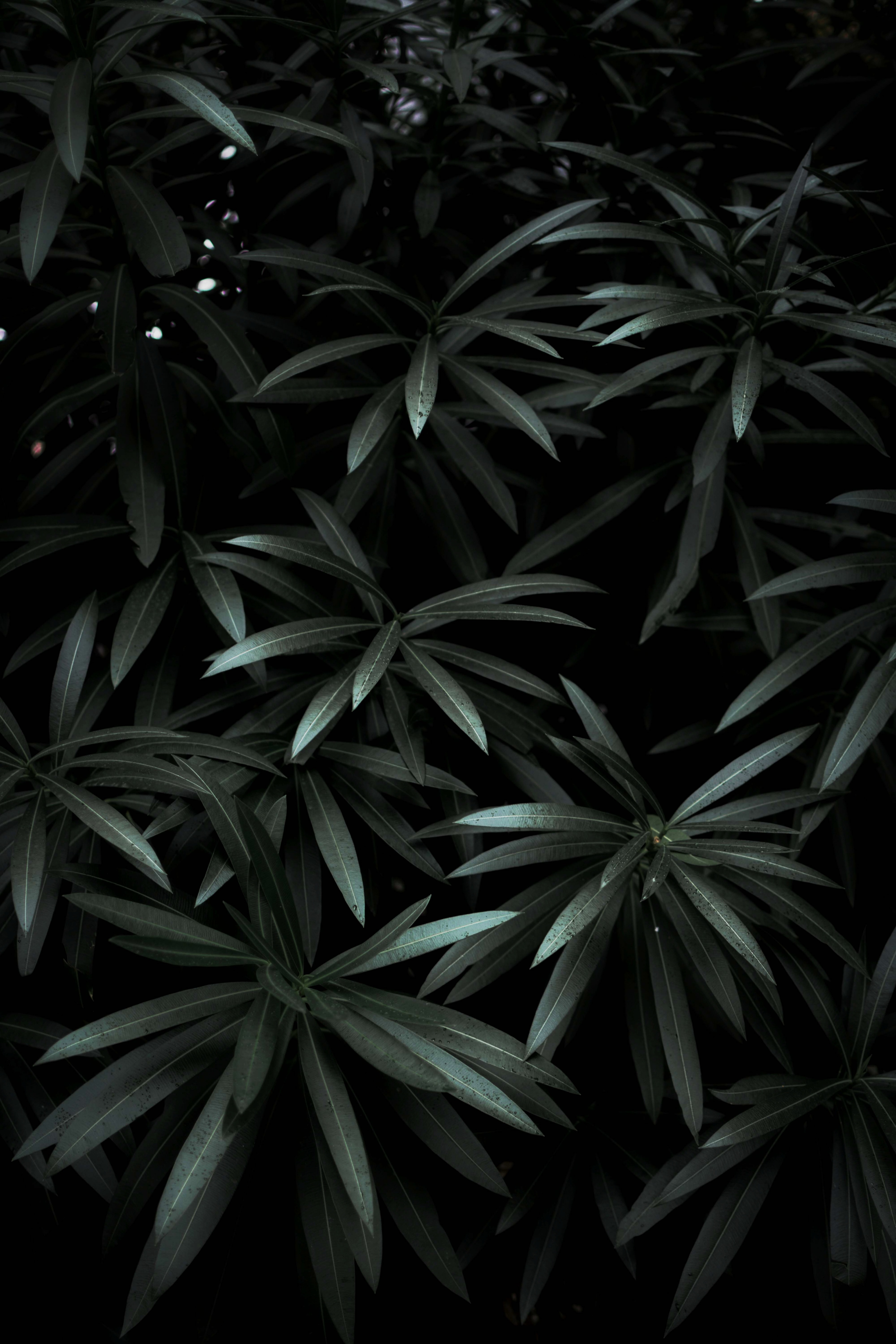 Detail Wallpaper Daun Hitam Nomer 9