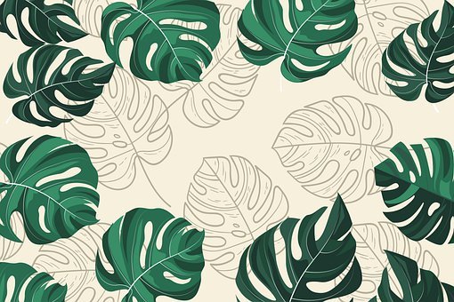 Detail Wallpaper Daun Monstera Hd Nomer 12