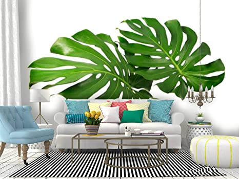 Detail Wallpaper Daun Monstera Hd Nomer 47