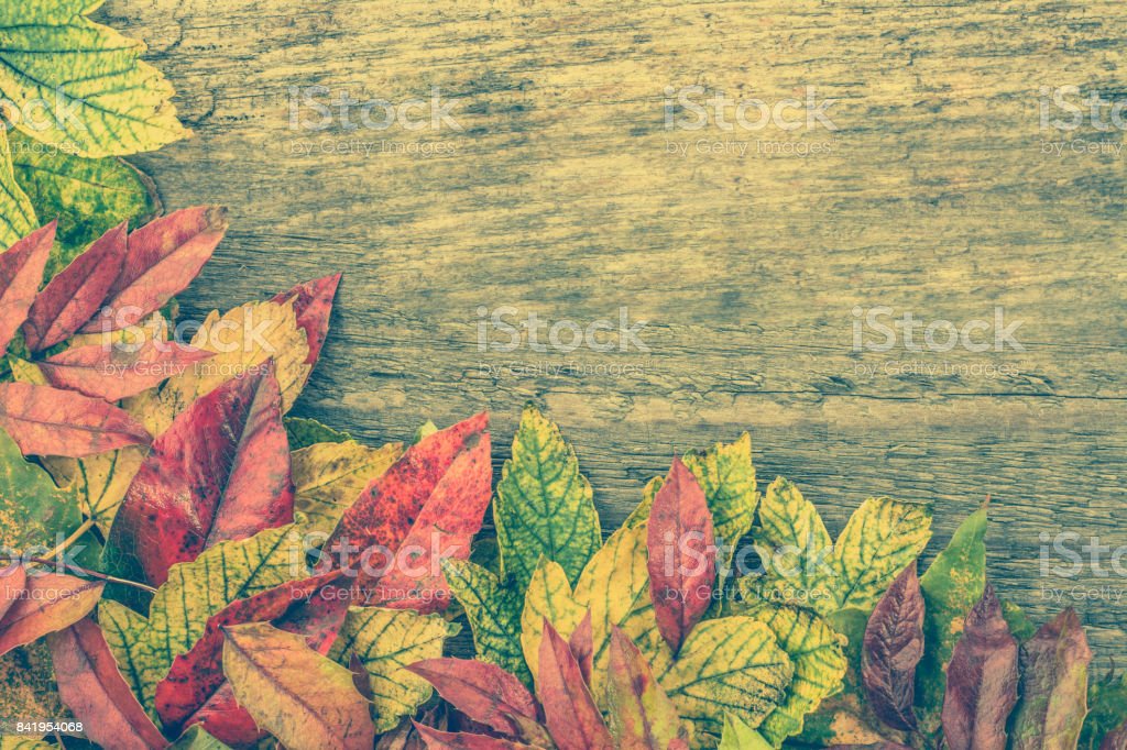 Detail Wallpaper Daun Musim Gugur Nomer 48