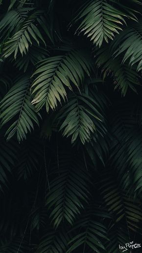 Detail Wallpaper Daun Tumblr Nomer 56