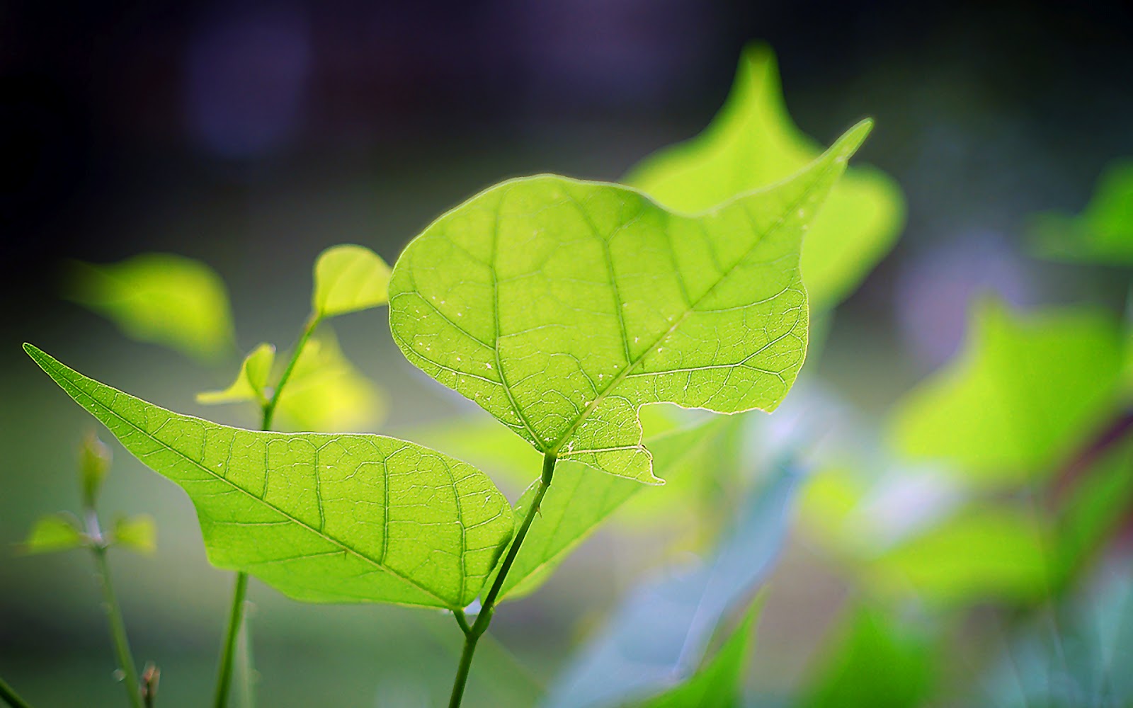 Detail Wallpaper Desktop Komputer Keren Nomer 53