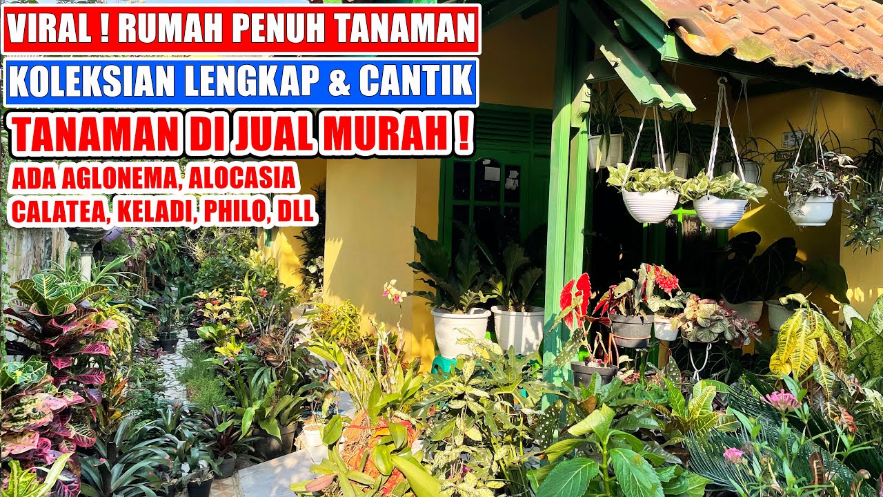 Detail Rumah Penuh Tanaman Nomer 23