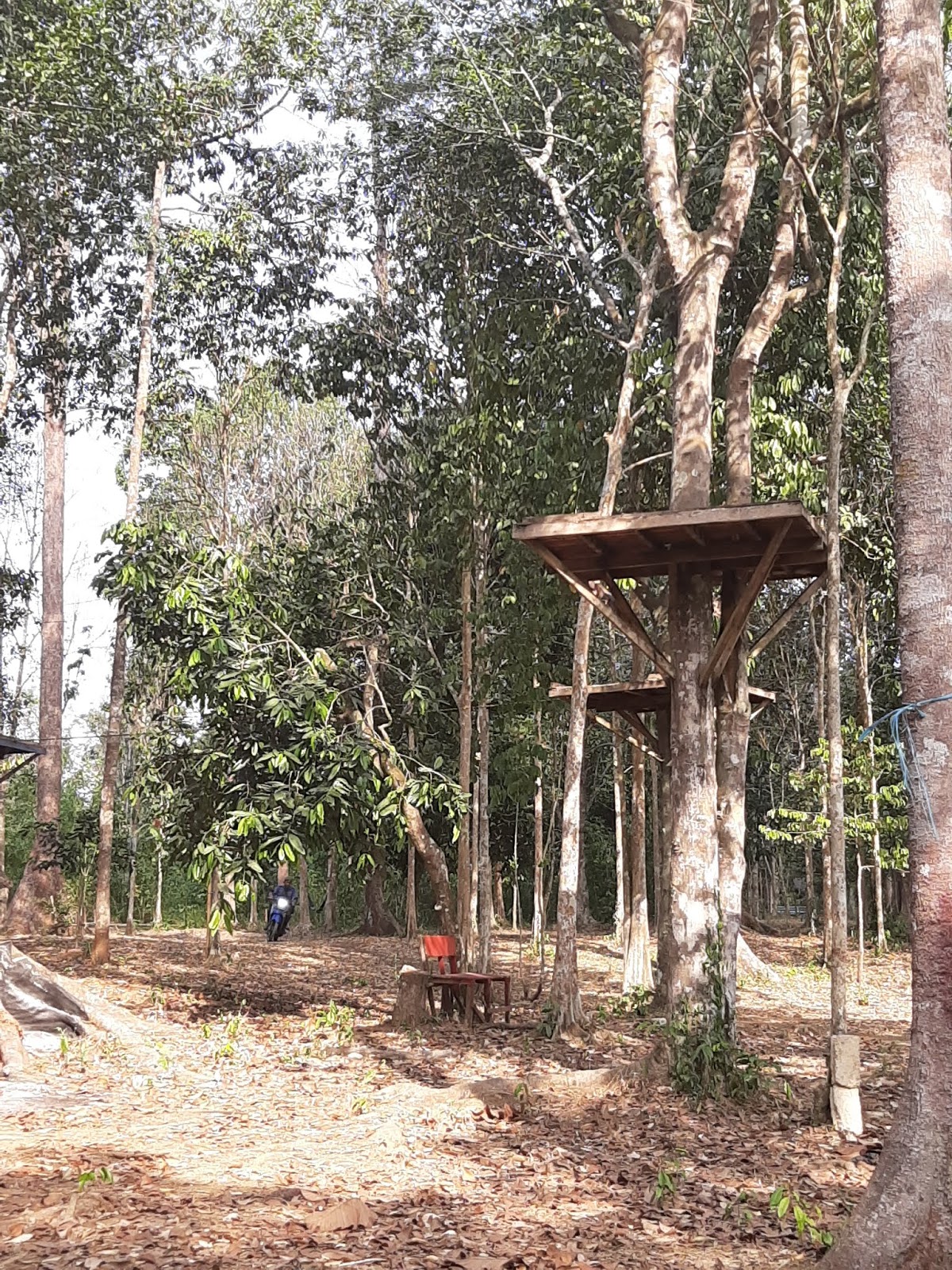 Detail Rumah Pohon Banjarbaru Nomer 18