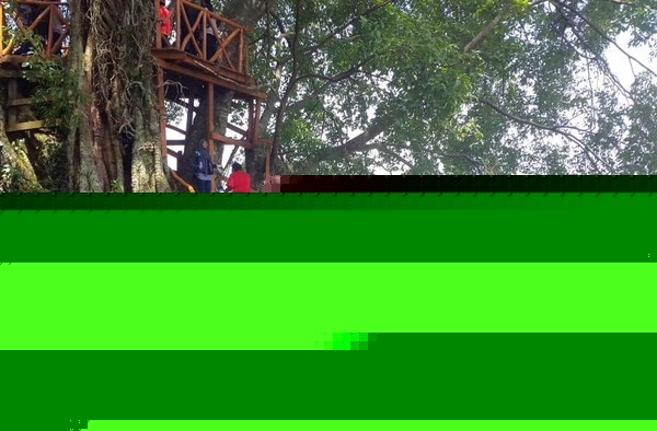 Detail Rumah Pohon Curug Ciherang Nomer 14