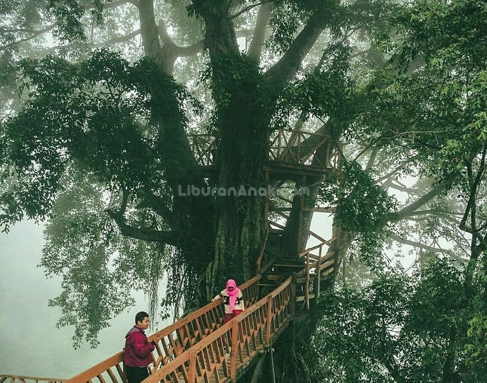 Detail Rumah Pohon Curug Ciherang Nomer 23