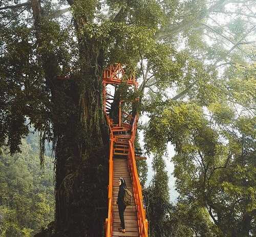 Detail Rumah Pohon Curug Ciherang Nomer 56