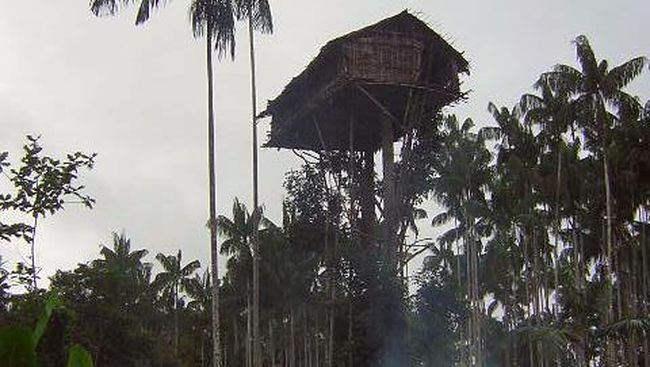 Detail Rumah Pohon Korowai Nomer 13