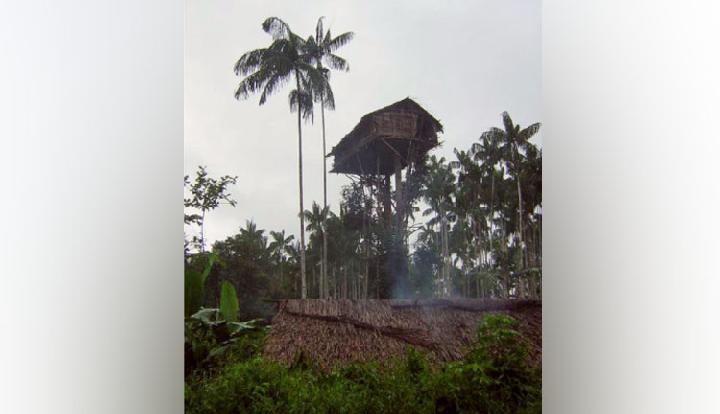 Detail Rumah Pohon Korowai Nomer 29